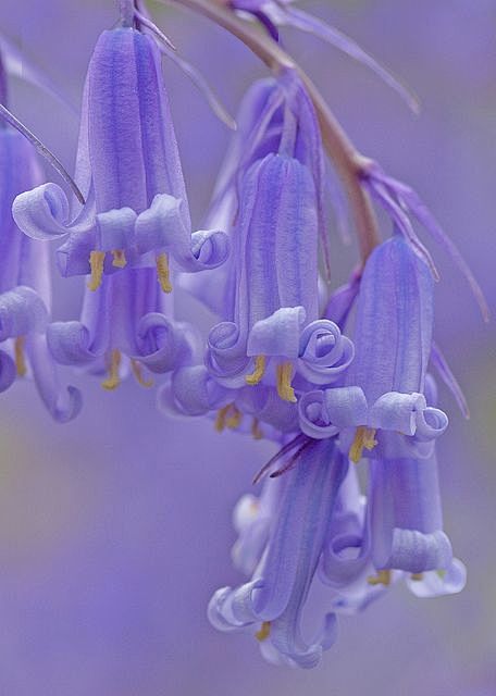~~Bluebells by Dr St...