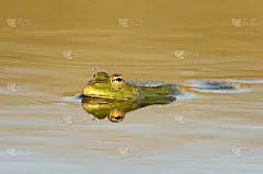 绿色沼泽蛙(Pelophylax ridbundus)在美丽的光