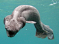 Photo: Close-up of a deep-sea frill shark