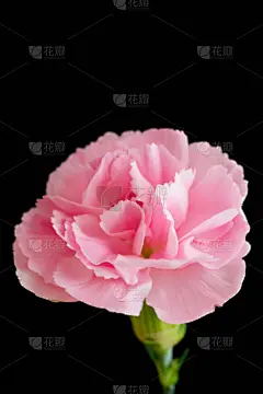 黑色背景,康乃馨,粉色,垂直画幅,美,贺卡,留白,消息,无人,特写