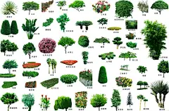 林花草树木  - 源文件下载【酷图网】园林花草树木,花草树木素材,花草,树,小树,园林,公园绿化,草丛,草坪,花草素材,小树素材,小区花草,小区树木,小区绿化