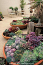 Succulents for the garden: 