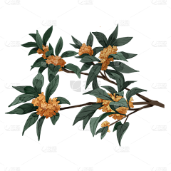 用户Y2iyGQz4采集到桂花