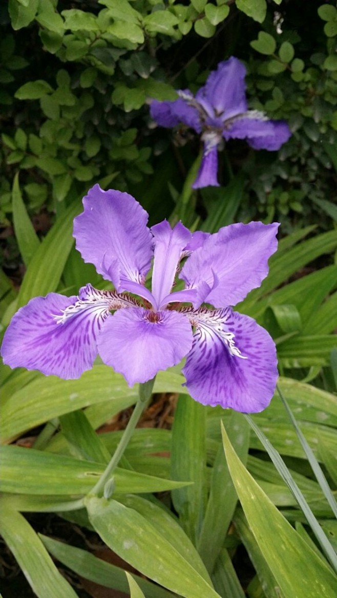 鸢尾花