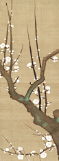 Detail. 酒井抱一 Sakai Hōitsu | White Plum Blossoms and Nightingale | Japan | Edo period (1615–1868) | The Met