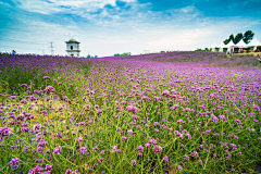 景观设计师包小意采集到花海