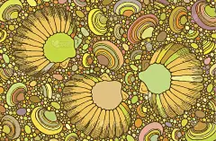 抽象的贝壳和鹅卵石。向量