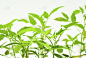 番茄植物,新的,水平画幅,无人,组物体,白色,植物,园艺,清新,农业