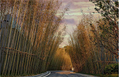 ﹎霜、の青枫采集到道路