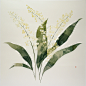 betty_hi6055760_67866_lily_of_the_valleywhite_background_high-d_68174c40-f29c-4eb3-bb43-779c10c593bf.png?ex=677de397&is=677c9217&hm=e005f16c8b2433f9888804f674dc829232826ce0804a64d40405b1eb5c3ad9c9& (1.21 MB,1024*1024)