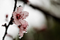 Caroline J Beck在 500px 上的照片Plum Blossoms