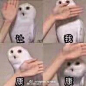 n那个ct也跳个anysong给我看看吧每次很老美的跳着kb do you love me那几个 开开心心扭来扭去跳hit my phone那两个 还有我知道你们喜欢这种但是从来没在镜头前面跳过的那几个 都出来跳一个给我看看吧 ​​​​