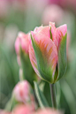 Two Toned Pink Tulips