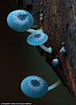 炫蓝蘑菇 有毒
