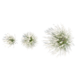细茎针茅 (1)