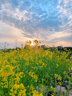 铁勺猫采集到油菜花