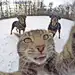 @--纯图-- 
猫咪 动物 宠物  摄影姿势参考 动物摄影 可爱猫摄影 摄影欣赏 超可爱的猫咪自拍照片 动物自拍照 搞笑动物  萌猫