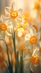 水仙花唯美春天花朵特写24节气立春摄影图