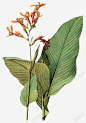 芭蕉树