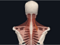 上背部和肩胛骨内侧缘疼痛？试着松解肩胛提肌！ : 上背部和肩胛骨内侧缘疼痛？试着松解肩胛提肌！,松解,肌肉,张力,方向,肩胛