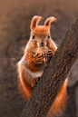 Red Squirrel