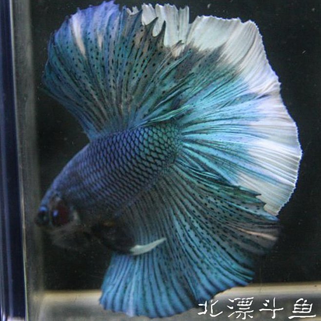 北漂斗鱼【MXF已预订】土耳其绿蝶翼龙鳞...