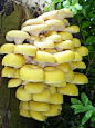 Pleurotus Citrinopileatus -Golden Oyster Mushroom