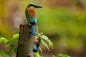 28种你可能从未见过的耀眼珍奇鸟类，附世界鸟类之最，涨姿势！