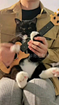#cat #catlover #catsofinstagram #catsoftiktok #catvideos #catvideos #catlovers #fyp #foryoupage