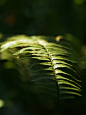 Free Green Leaves Fern photo and picture