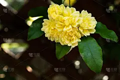 班克斯女士的玫瑰花已经开始绽放了