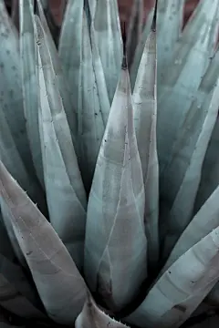 多肉植物高清摄影素材