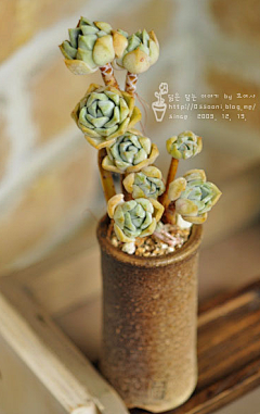flogg采集到花盆创意