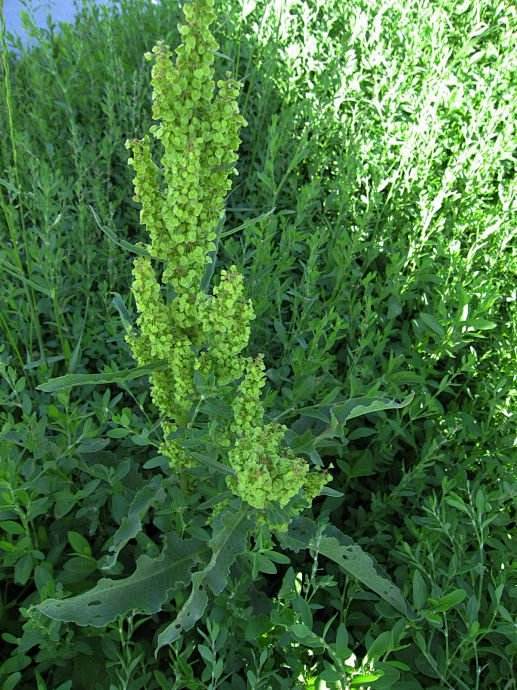 酸模（学名：Rumex acetosa ...