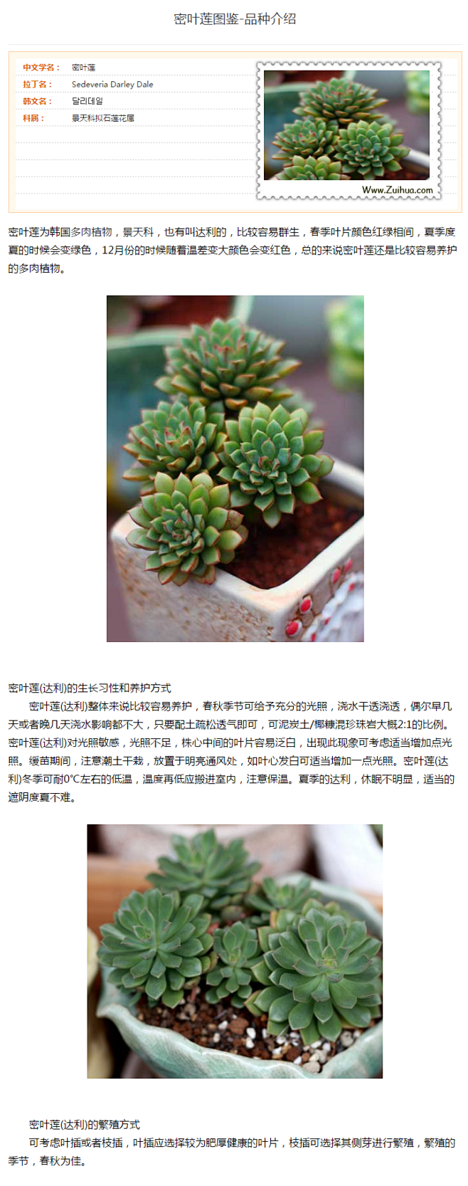 多肉植物密叶莲怎么养？ - 景天科 - ...