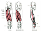 最全人体肌肉解剖套图，值得收藏！