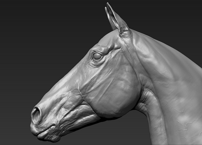 horse, A_ models : f...