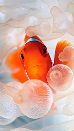 青丘玄晶采集到天使鱼