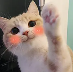 才知道我手机上存的这只小萌猫表情包叫Bobi，世上怎么会有这么可爱的猫！啊窒息在哪二次元眼神里！！！ ​​​​