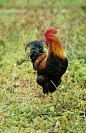 家鸡(鸡的形式)，雄性，多巴哥，加勒比海图片下载