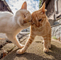 Like and share! #worldofkittencom #Cats #Cat #Kitten #Kittens 采集@随手科技DESSSIGN