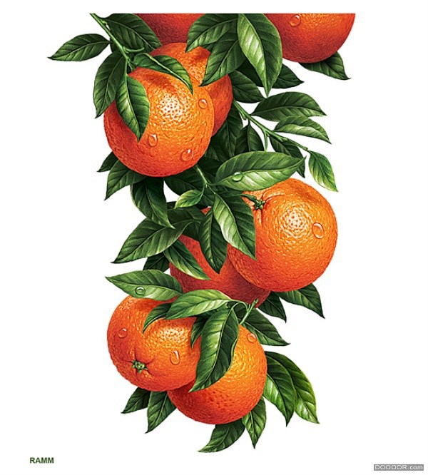 RAMM彩色水果插画新鲜欲滴 [14P]...