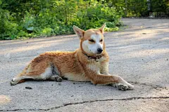 狗,褐色,餐桌转盘,哈哈镜,狗碗,比格犬,猎犬,日光浴,路人,可爱的