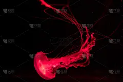 慢动作放松的背景，一个发光的红色水母慢慢漂浮在黑暗的水族馆的水