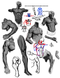 anatomy_studies_2_by_funkymonkey1945-d3fst1h.jpg (900×1165)