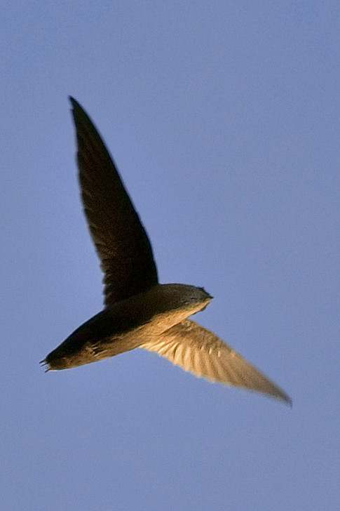 雨燕目·雨燕科·硬尾雨燕属:烟囱雨燕(腹.