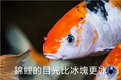 锦鲤表情包