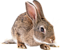 灰兔子PNG图片