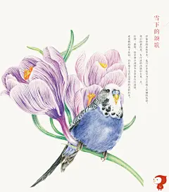 《莳花绘.花鸟-用色铅笔描绘花与鸟的16次约会》