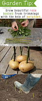 20 Insanely Clever Gardening Tips And Ideas grow new plants with the help of potatoes